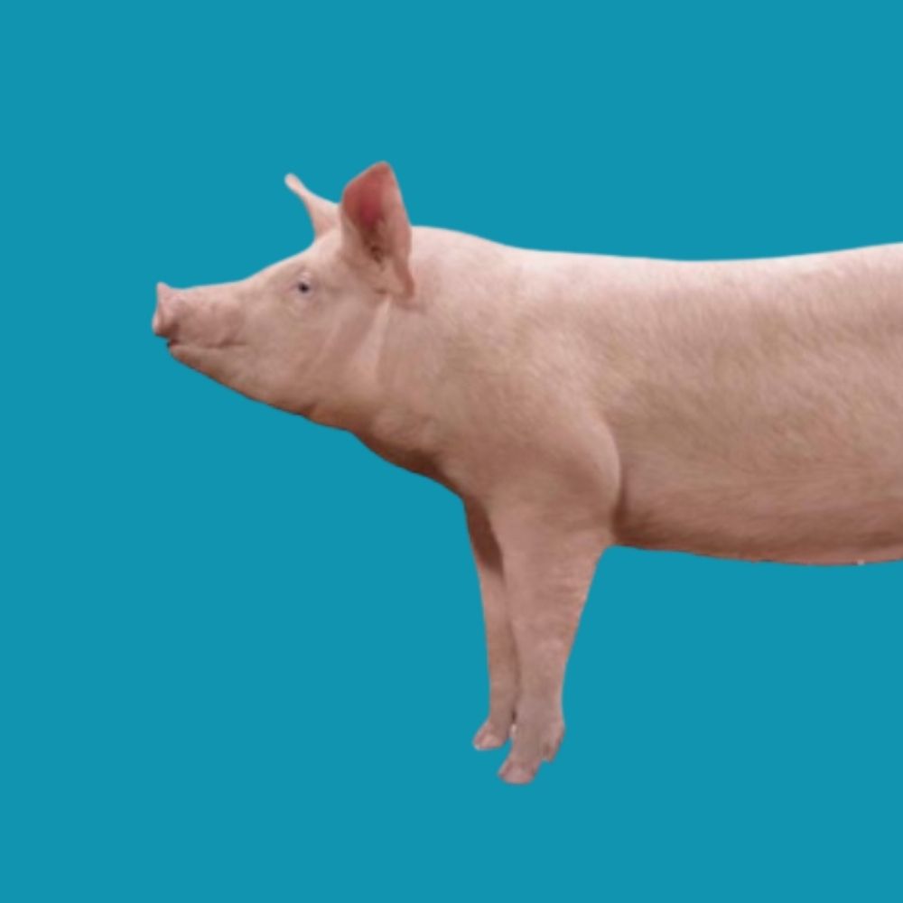 Cerdo de genética Hypor para control de lotes con Aplians Pig