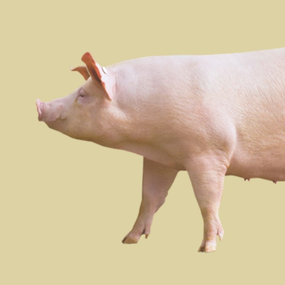 Cerdo de genética PIC gestionado con Aplians Pig